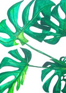 Tropische Monstera-Blätter von Elizabeth C