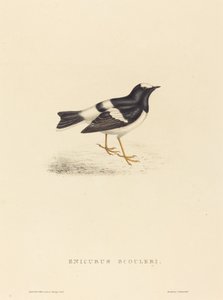 Enicurus Scouleri (Kleiner Forktail) von Elizabeth Gould