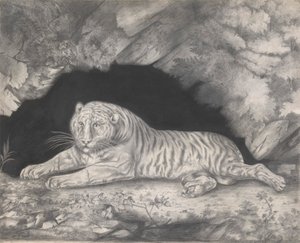 Ein Tiger, der im Eingang einer Höhle liegt von Elizabeth Pringle