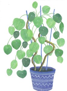 Pilea-Pflanze