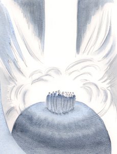 Durch Christus umhüllt uns das Licht des Himmels bei jeder Messe