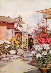 Chrysanthemen, Kyoto von Ella Du Cane