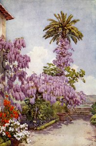 Wisteria, Quinta Da Levada von Ella Du Cane