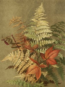 Herbstfarne