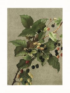 Brombeeren