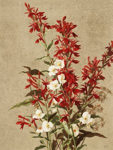 Kardinalblumen