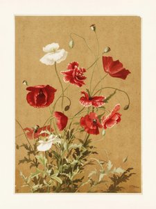 Mohnblumen Nr. 3 von Ellen Thayer Fisher