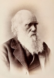 Charles Darwin: Englischer Naturforscher von Elliott und Fry Studio