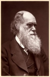 Charles Darwin: Englischer Naturforscher von Elliott und Fry Studio