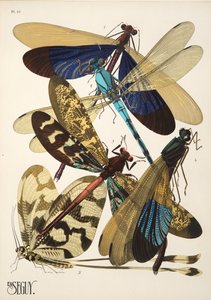 Tafel 10 aus Insekten, veröffentlicht in den 1930er Jahren von Émile Allain Séguy