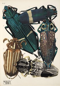 Tafel 13 aus Insekten, veröffentlicht in den 1930er Jahren