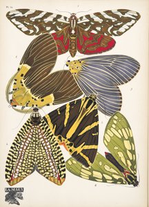 Platte 14, aus Papillons, veröffentlicht 1925