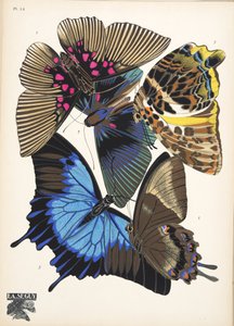 Platte 16, aus Papillons, veröffentlicht 1925