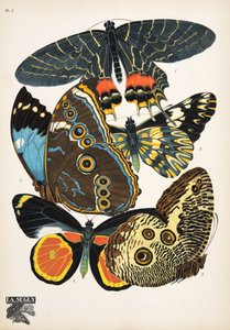 Tafel 2 aus Schmetterlinge, veröffentlicht 1925