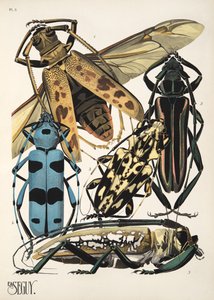 Tafel 3 aus Insekten, veröffentlicht in den 1930er Jahren von Émile Allain Séguy