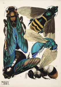 Tafel 5 aus Insectes, veröffentlicht in den 1930er Jahren