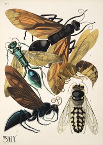 Tafel 6 aus Insectes, veröffentlicht in den 1930er Jahren von Émile Allain Séguy