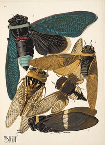 Tafel 1 aus Insekten, veröffentlicht in den 1930er Jahren von Émile Allain Séguy