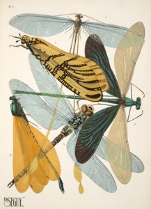 Tafel 9 aus Insectes, veröffentlicht in den 1930er Jahren von Émile Allain Séguy