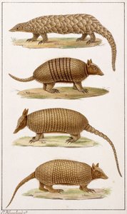 Ein Riesenameisenbär und drei Arten von Gürteltieren von Emile Theophile Blanchard