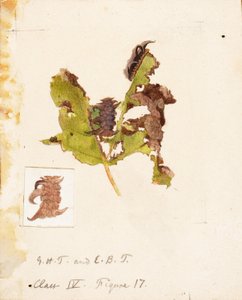 Zerknitterte Blattrand-Raupe, Studie für das Buch Tarnfärbung im Tierreich von Emma Beach Thayer