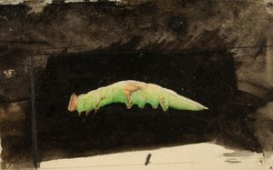 Größere gefleckte Strandblatt-Raupe..., spätes 19. - frühes 20. Jahrhundert von Emma Beach Thayer