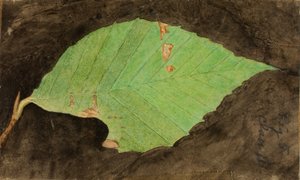 Kleiner gesprenkelter Strandblatt-Randraupen, Studie für das Buch Tarnfarbe im Tierreich