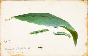Ungefleckter Buchenblatt-Randraupen, Studie für das Buch "Concealing Coloration in the Animal Kingdom" von Emma Beach Thayer