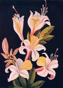 Kalifornische Azalee, um 1915
