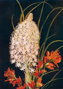 Squaw Grass und Scharlachroter Pinsel, um 1915, 1915 von Emma Graham Clock