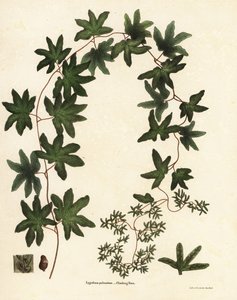 Amerikanischer Kletterfarn oder Hartford-Farn, Lygodium palmatum