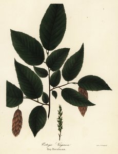 Amerikanische Hopfenbuche, Ostrya virginiana (Hopfenbuche, Ostrya virginica) von Endicott Endicott