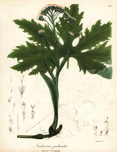 Arktische Huflattich oder Arktische Pestwurz, Petasites frigidus var