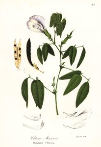 Schmetterlingserbse, Atlantische Taubenflügel oder Maryland Clitoria, Clitoria mariana von Endicott Endicott