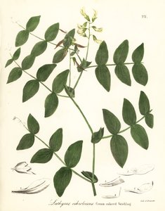 Cremeerbse oder cremefarbene Platterbse, Lathyrus ochroleucus