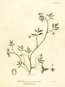 Falsche Meerjungfrau, Floerkea proserpinacoides