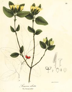 Fliegen-Geißblatt, Lonicera ciliata von Endicott Endicott