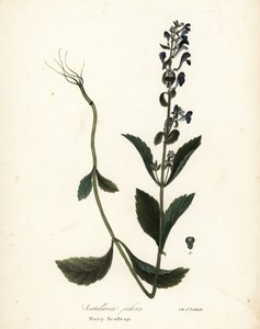 Behaarte Helmblume, Scutellaria elliptica von Endicott Endicott
