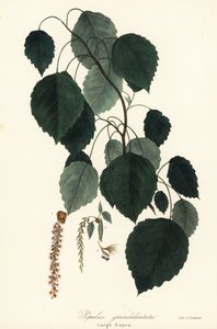 Große Espe, Populus grandidentata von Endicott Endicott