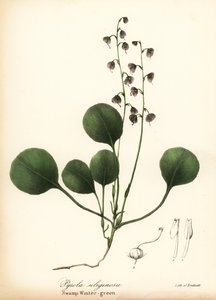 Rosa Wintergrün, Pyrola asarifolia von Endicott Endicott