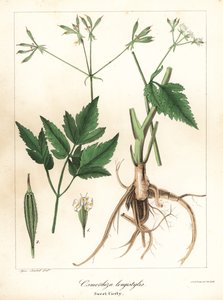 Langstielige Süßdolde, Osmorhiza longistylis