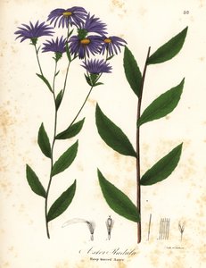 Rauer Aster oder Rauhblatt-Aster, Eurybia radula von Endicott Endicott