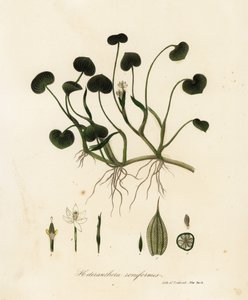 Schlamm-Plantain oder Wasserhyazinthe, Heteranthera reniformis von Endicott Endicott