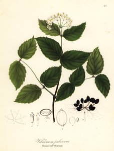 Behaarter Schneeball, Viburnum pubescens von Endicott Endicott