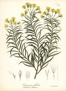 Sichelblatt-Seidengras oder Sichelblättriger Goldaster, Pityopsis falcata (Sichelblättrige Chrysopsis, Chrysopsis falcata) von Endicott Endicott