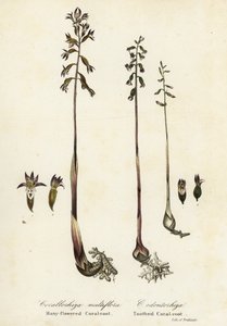 Gefleckte Korallenwurzel, Corallorhiza maculata, und Herbst-Korallenwurzel, Corallorhiza odontorhiza (Vielblütige Korallenwurzel, Corallorhiza multiflora, und Gezähnte Korallenwurzel) von Endicott Endicott