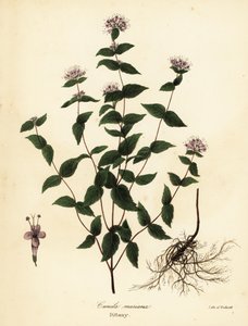 Steinminze, Frostminze, Diptam und Amerikanischer Diptam, Cunila origanoides (Cunila mariana) von Endicott Endicott