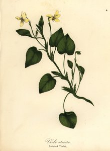 Gestreiftes Cremeveilchen, Cremeveilchen oder gestreiftes Veilchen, Viola striata von Endicott Endicott