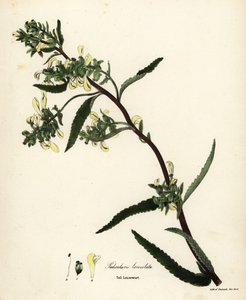 Hohe Läusekraut, Pedicularis lanceolata
