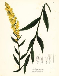 Wand-Goldrute, Weidenblatt-Goldrute oder Weidenblättrige Goldrute, Solidago stricta von Endicott Endicott